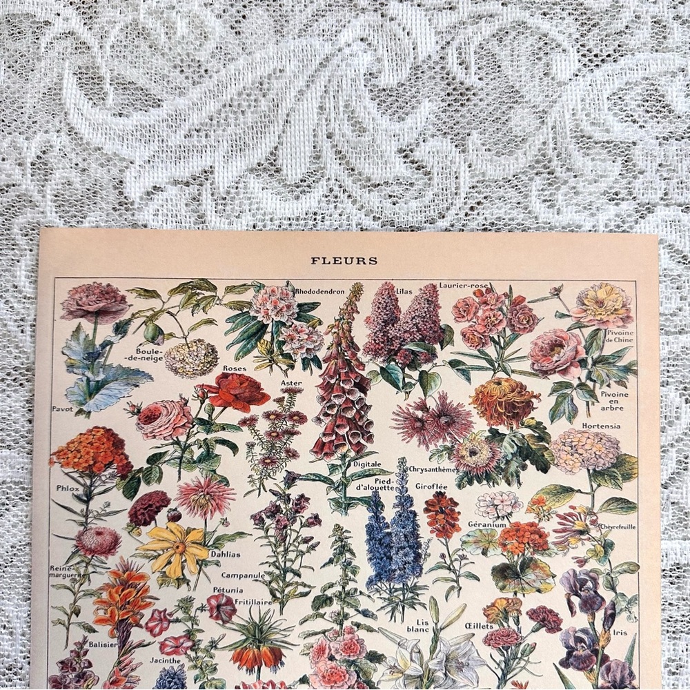 Vintage Scientific "Fleurs" (Flowers) French Floral Print 8x10 1/5 - Picture 4 of 7